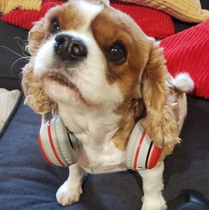 Meet your Posher, Candee